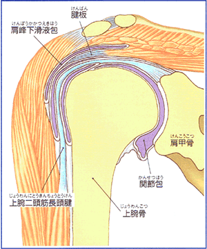 肩ヒアルロン酸